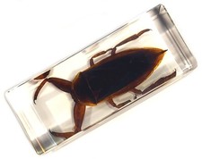 4.3" Giant Asian Water Bug in Clear Lucite Resin Science Education Specimen picture