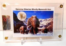 Genuine Fossil Siberian Woolly Mammoth Hair with Free Acrylic Display & Stand picture