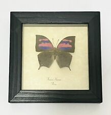 Anaea Nessus Purple Flusher Butterfly Taxidermy Framed picture