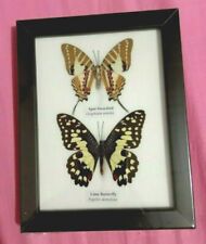 Framed Display Real Butterfly Insect Moth Entomology Taxidermy Collectible Gift picture