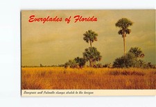 Postcard Sawgrass and Palmetto clumps stretch to the horizon Everglades FL USA picture