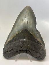 Megalodon Shark Tooth 5.47” Large - Authentic Fossil - Natural 14759 picture