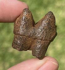 Florida Fossil Tapir Tooth ROOTED Pleistocene Mammoth Age Rare Mammal picture