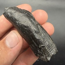 Fossil Sperm Cetacean Tooth Unpolished All Natural  picture