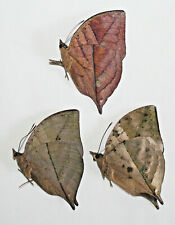 Nymphalidae. 3 x Kallima paralekta. West Java  picture