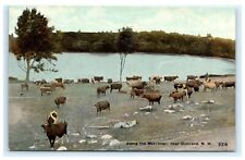 Along the Merrimac Concord NH New Hampshire Cows Animals Postcard D12 picture