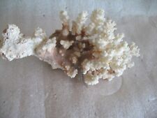 Vtg Natural Dried Coral Specimen Cluster White/brown   Ocean Beach Decor picture