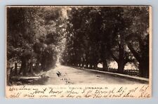 Urbana OH-Ohio, Willow Drive, Antique, Vintage c1906 Postcard picture