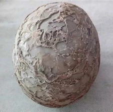 Segnosaur Dinosaur Egg Fossilized Crystallized Fossil Jurassic Cretaceous World picture
