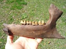 Museum Quality Tapir Mandible Jaw Bone Florida Fossils Ice Age Extinct Tooth picture