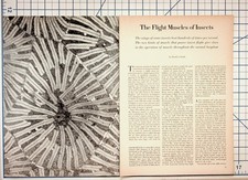1960s The Flight Muscles of Insects Article Magazine Pages Scientific Ephemera picture