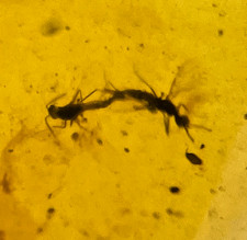A101 BU8039 Rare Mating Flies in authentic Burmese Amber Burmite 99mya picture