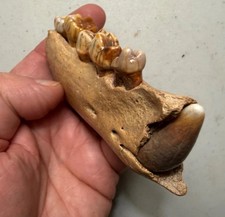 Nice Cave Bear Partial Mandible Fossil, 4", Ursus spelaeus, Pleistocene, Romania picture