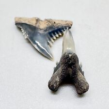 KILLER Upper/Lower Pair Fossil HEMIPRISTIS CURVATUS Shark Teeth - New Bern, NC picture