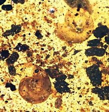 Two Detailed Land Snails, Fossil inclusion in Burmese Amber picture