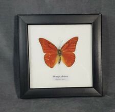 Framed Orange Albatross Butterfly, Appias Nero, 5