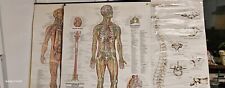 Lot Of 3 Vintage Anatomical Charts: The Nervous Sys. 1949 Lymphatic Sys.1957 The picture