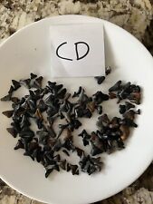 Assort SHARKS Small Black TEETH FOSSIL SHARK TOOTH from BONE VALLEY FLORIDA LOT picture