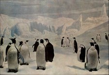 Emperor Penguins Field Museum of Natural History Chicago IL vtg postcard q492 picture