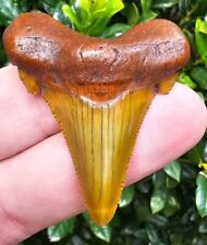Auriculatus Shark Tooth Fossil Megalodon Ancestor Suwannee River picture