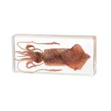 Taxidermy Squid, Real Squid Specimens Animal Specimen in Resin for Science Cl... picture
