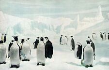 VINTAGE POSTCARD GROUP OF EMPEROR PENGUINS EXHIBIT AT NATURAL HISTORY MUSEUM picture