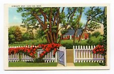 A Beauty Spot, Cape Cod, Massachusetts - Vintage Linen Postcard picture