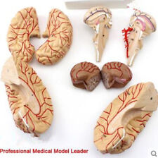 Life Size Human Anatomical Brain Artery Anatomy Medical Teach Model Professional picture