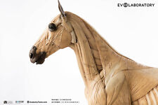 EVOLUTIO - 1/6 HORSE ANATOMY PU  V1(Antique) statue - 19.3 x 3.5 x 12.6 in picture