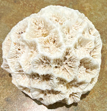Fossilized Brain Coral Specimen Key Largo Star Coral Marine Fossil Coastal Decor picture