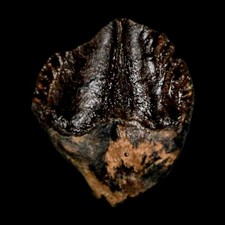 0.4" Triceratops Fossil Crown Tooth Hell Creek FM Cretaceous Dinosaur MT COA picture