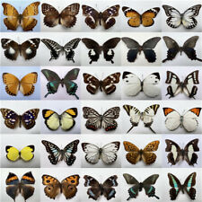 30pcs（Butterfly species with no duplicates）​natural Real Butterflies Specimen picture