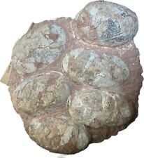 Dinosaur Fossil Egg Nest Six 3.5” WIDE Eggs Carnivorous Species HEAVY Nest picture