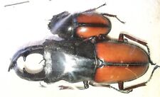 Lucanidae Prosopocoilus umhangi A1 65mm PAIR from TANZANIA - #4009 picture