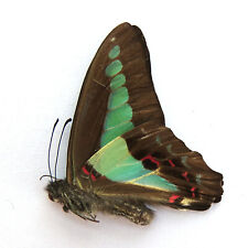 10 pcs unmounted real butterfly Graphium sarpedon yunnan SPRING FORM CHINA  A1- picture