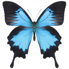 Papilio ulysses swallowtail blue black butterfly Indonesia wings closed picture