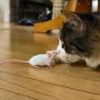 cat_mouse
