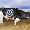 cow_target