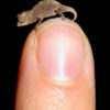 miniature_chameleon