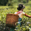 tea_harvesting
