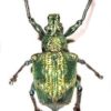 photonic_beetle