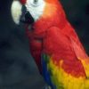 parrot_braz