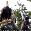 hawk-adopted-by-bald-eagles