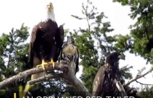 Hawk Raised by Bald Eagles