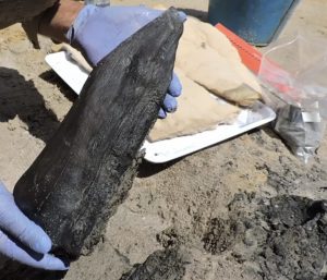 Archaeologists discover world’s oldest wooden structure dated back 476,000 Years Ago